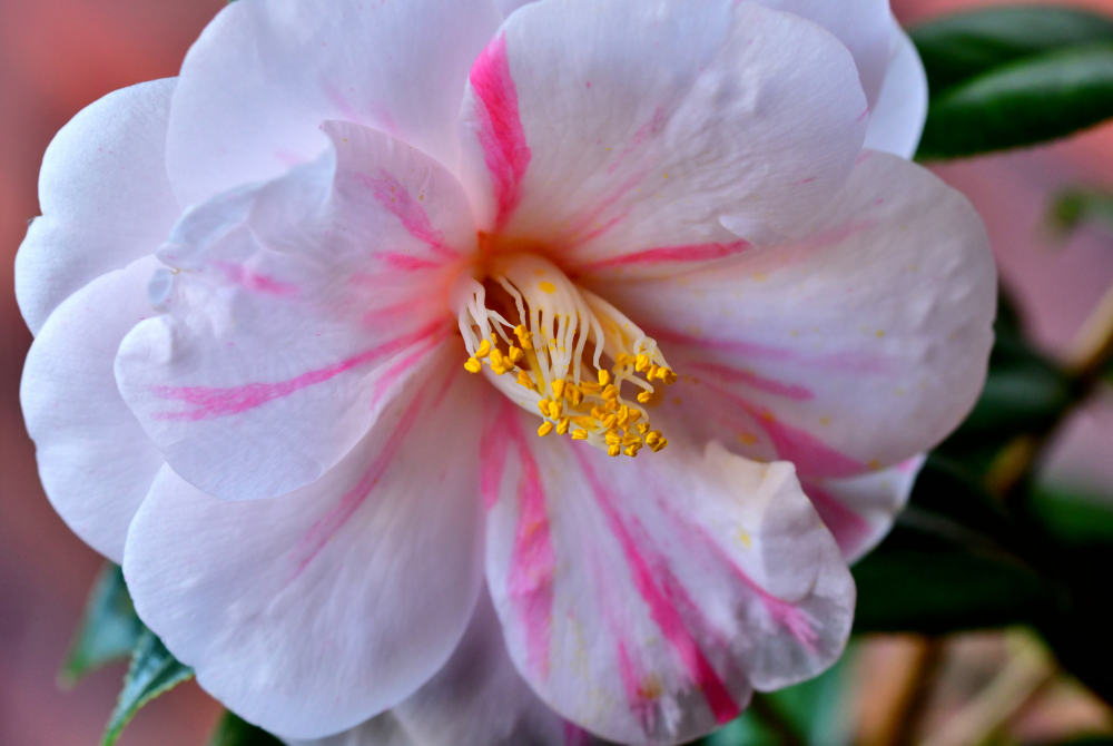 CAMELLIA JAPONICA OIL
